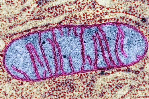 Boost Your Skin Health by Understanding Mitochondria